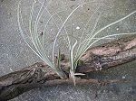 tillandsias, balbisiana